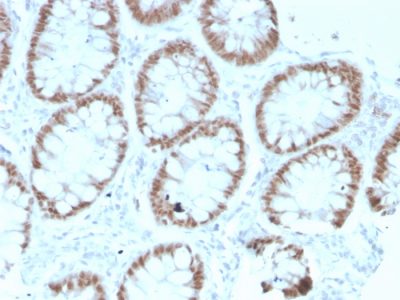 CDX2 / Caudal Type Homeobox 2 Recombinant Monoclonal Mouse Antibody (rCDX2/1690)