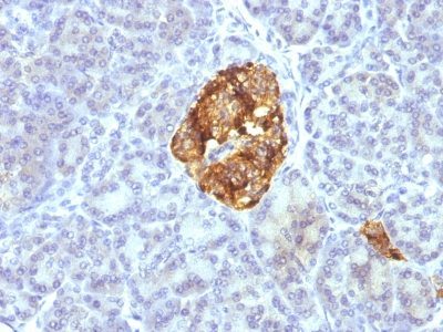 Chromogranin A Monoclonal Mouse Antibody (CGA414 + CGA/777 + CGA/798)