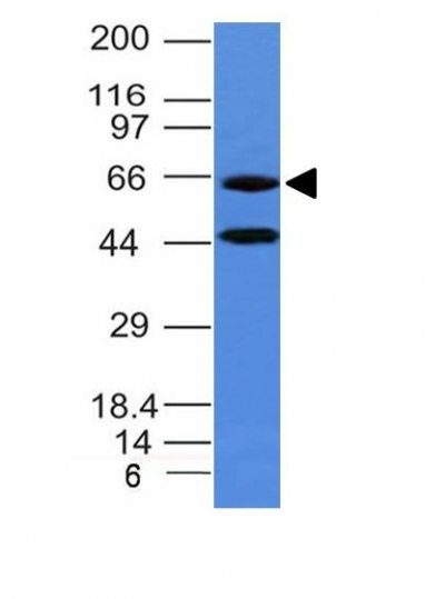 Chromogranin A Monoclonal Mouse Antibody (CHGA/777)