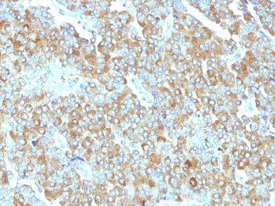 Chromogranin A Monoclonal Mouse Antibody (PHE5)