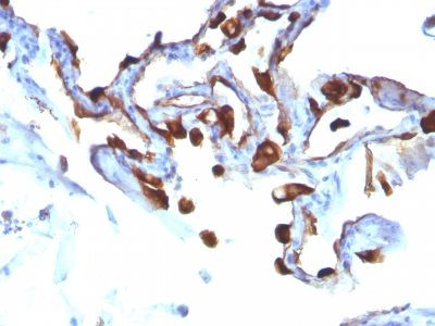 Cytokeratin 8/18 Monoclonal Mouse Antibody (C-51)