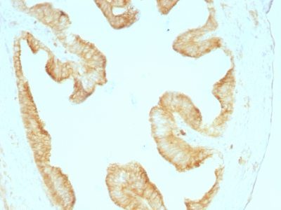 Cytokeratin, Multi Monoclonal Mouse Antibody (KRT/457)