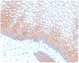 E-Cadherin / CD324 Recombinant Monoclonal Rabbit Antibody (CDH1/2208R)