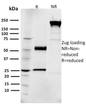 EGFR Monoclonal Mouse Antibody (R1)