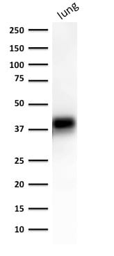 Ep-CAM / CD326 Monoclonal Mouse Antibody (EGP40/1372)