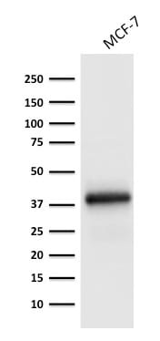 Ep-CAM / CD326 Monoclonal Mouse Antibody (EGP40/1798)