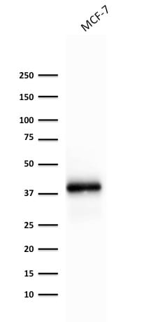 Ep-CAM / CD326 Recombinant Monoclonal Mouse Antibody (rEGP40/1372)