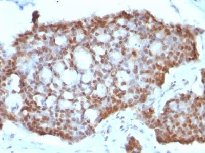 Estrogen Receptor Beta 1 Monoclonal Mouse Antibody (ERb455)
