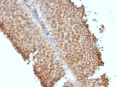 Estrogen Receptor Beta 1 Monoclonal Mouse Antibody (ERb455)