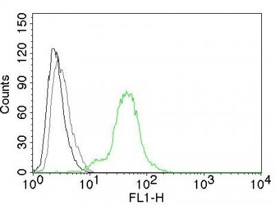 Estrogen Receptor Beta 1 Monoclonal Mouse Antibody (ESR2/686)
