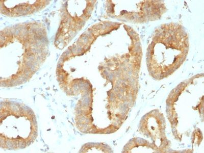 Glucose Regulated Protein 94 Monoclonal Rat Antibody (9G10.F8.2)
