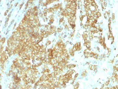 Glucose-Regulated Protein 94 Monoclonal Rat Antibody (HSP90B1/1192)