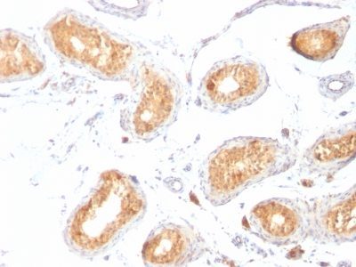 gp100 / Melanosome / PMEL17 / SILV Monoclonal Mouse Antibody (HMB45)