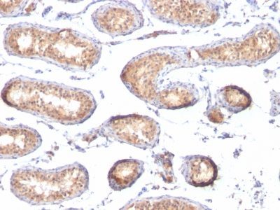 gp100 / Melanosome / PMEL17 / SILV Monoclonal Mouse Antibody (PMEL/783)