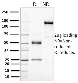 HER-4 / ERBB4 Monoclonal Mouse Antibody (HFR-1)