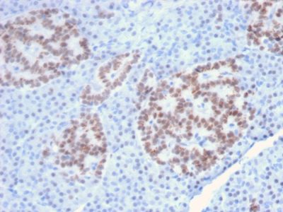 HNF1A Monoclonal Mouse Antibody (HNF1A/2087)