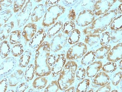 Laminin Monoclonal Rat Antibody (A5)