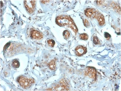 Laminin Receptor / RPSA Monoclonal Mouse Antibody (RPSA/2699)