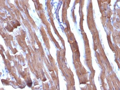 Liver Canuliculi Monoclonal Mouse Antibody (HSA98)
