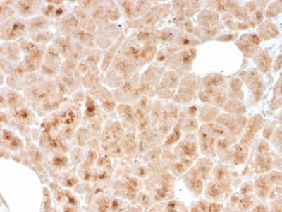 LMO2 Recombinant Monoclonal Mouse Antibody (rLMO2/1971)