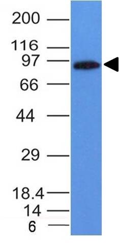 MALT-1 Monoclonal Mouse Antibody (MT1/410)