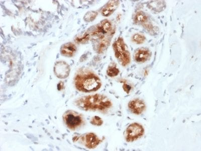 Mammaglobin Monoclonal Mouse Antibody (MGB1/2000)