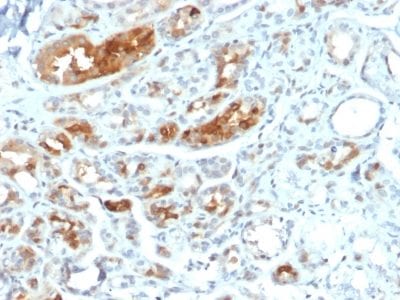 Mammaglobin Monoclonal Mouse Antibody (MGB1/2000)