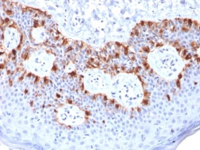 MART-1 / Melan-A / MLANA Recombinant Monoclonal Mouse Antibody (rMLANA/788)