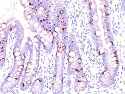 Mucin 2 / MUC2 Monoclonal Mouse Antibody (CCP58)