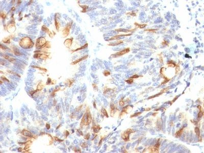 Mucin 2 / MUC2 Monoclonal Mouse Antibody (CCP58)