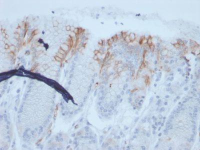 Mucin 2 / MUC2 Recombinant Monoclonal Mouse Antibody (rMLP/842)