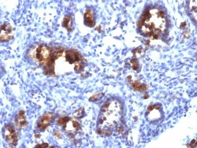 Mucin 3 Monoclonal Mouse Antibody (MUC3/1154)