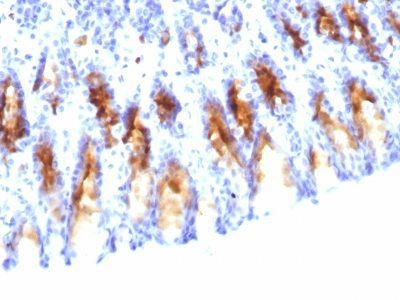 Mucin 5AC / MUC 5AC Monoclonal Mouse Antibody (45M1)