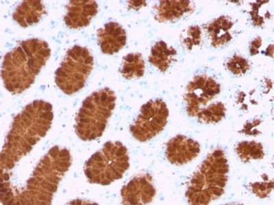 Mucin 5AC / MUC 5AC Recombinant Monoclonal Mouse Antibody (rMUC5AC/3779)