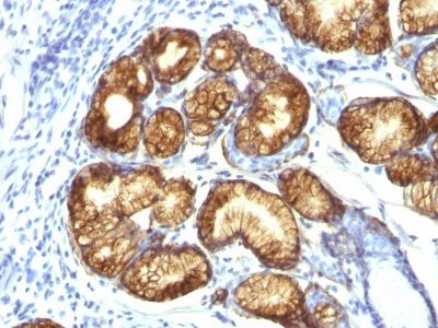 Mucin 6 / MUC 6 Monoclonal Mouse Antibody (CLH5)