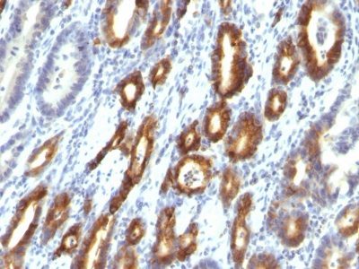 Mucin 6 / MUC 6 Monoclonal Mouse Antibody (MUC6/916)