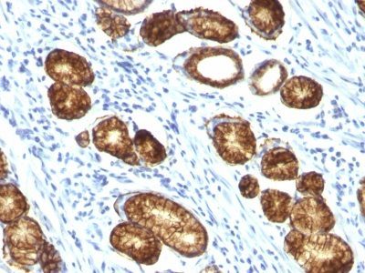 Mucin 6 / MUC 6 Monoclonal Mouse Antibody (MUC6/916)