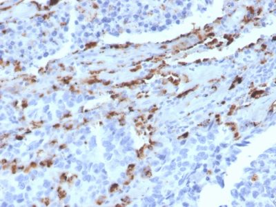 Napsin A Monoclonal Mouse Antibody (NAPSA/3309)
