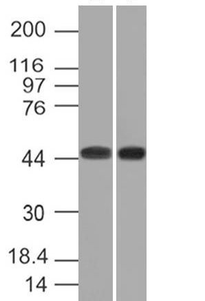 Napsin-A Monoclonal Mouse Antibody (NAPSA/1239)