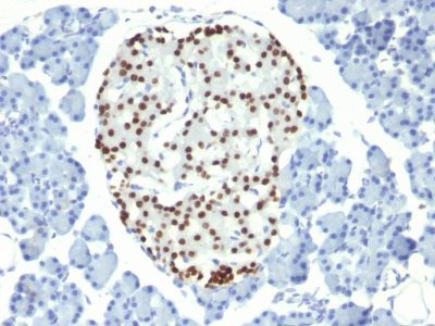 NKX2.2 Monoclonal Mouse Antibody (NX2/294)