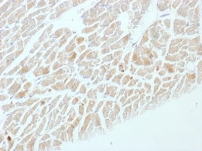 NSE-Gamma Monoclonal Mouse Antibody (ENO2/1462)