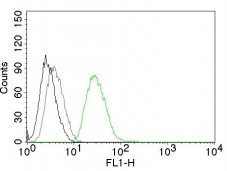 Ornithine Decarboxylase 1 Monoclonal Mouse Antibody (ODC1/485)