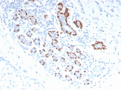p40 Polyclonal Rabbit Antibody