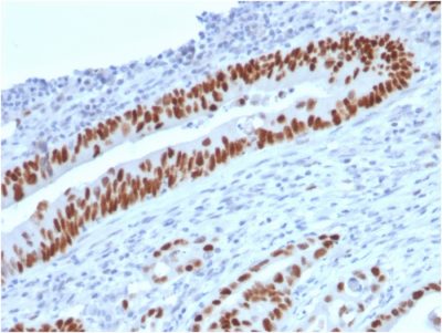 p53 Tumor Suppressor Protein Monoclonal Mouse Antibody (TP53/2719)