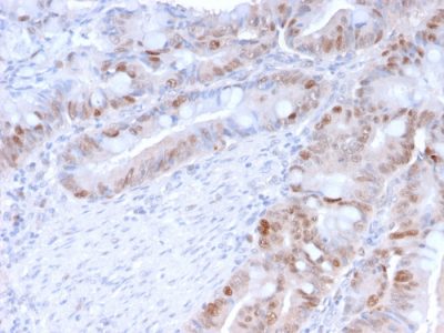 PCNA Monoclonal Mouse Antibody (PC5)