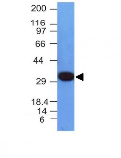 PCNA Monoclonal Mouse Antibody (PCNA/694)
