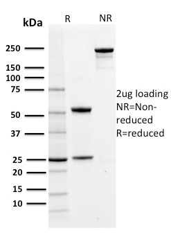 PD-L1 / PDCD1LG1 / CD274 / B7-H1 Monoclonal Mouse Antibody (PDL1/2742)