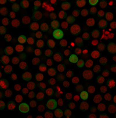 PD-L1 / PDCD1LG1 / CD274 / B7-H1 Monoclonal Mouse Antibody (PDL1/2743)