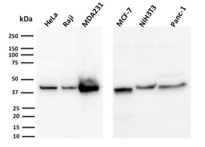 PD-L1 / PDCD1LG1 / CD274 / B7-H1 Monoclonal Mouse Antibody (PDL1/2744)