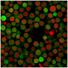 PD-L1 / PDCD1LG1 / CD274 / B7-H1 Monoclonal Mouse Antibody (PDL1/2746)